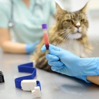猫が『貧血』を起こしているときのサイン3つ　考えられる原因やチェック方法も