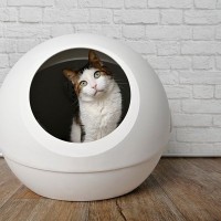 猫の『トイレがクサい』！困った悪臭問題の原因6つ　気になるときに試すべき対策も