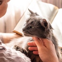 猫の『認知症』考えられる3つの原因　加齢だけが発症のきっかけではなかった