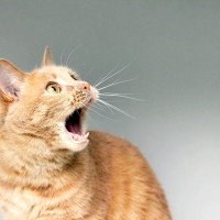 愛猫が死ぬかもしれない『飼い主のイタズラ』4選　絶対さけるべき理由も解説