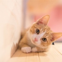 猫との暮らしが飼い主さんの生き方を変える？起こり得る『良い変化』3選