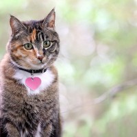 愛猫に『名前をつけるとき』に気をつけるべき5つのこと　失敗すると混乱を招くことも…