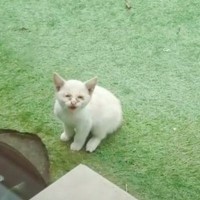 助けを求めてきた『真っ白な子猫』保護したら…１ヶ月間の歩みに涙が止まらないと159万再生突破「命に感動」「家族の愛のおかげだね」