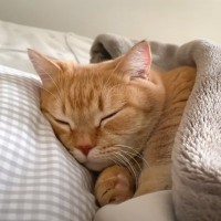 猫に腕枕をして一緒に寝た結果…寝息をたてながら『人間みたいに爆睡する姿』が尊すぎると85万再生「彼氏感すごいｗ」「破壊力やばい」