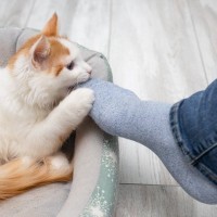 猫だって『八つ当たり』することもある！よく見られる4つの腹いせ行為　飼い主が取るべき対応も解説