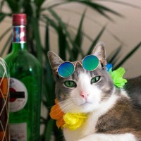 猫に『アルコール』は毒！近づけてはいけない3つの理由　飲み物にも消毒液にも要注意
