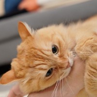 もう限界にゃ…猫が思わず『キレる』タイミング4選　怒っている愛猫への対処法も