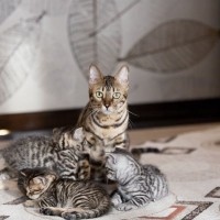 猫はいくつになったら「大人」なの？子猫から成猫になったことがわかるポイント4つ