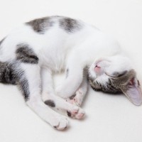 『サバトラ』ってどんな柄の猫？いぶし銀な魅力たっぷりのその特徴や性格を解説！