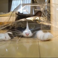 保護子猫が『ビニール袋』と初対面した結果…"大興奮"ではしゃぐ姿に思わず吹きだすと爆笑の声「驚き方の癖」「最高のリアクションｗ」
