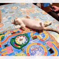 子猫が人生をめちゃくちゃに！？『人生ゲーム』のマスをふさぐ寝姿に「全てを許せる」と1.8万いいね♡