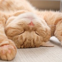 猫がヘソ天で『バンザイ寝』するワケ3つ　魅惑ののびのびポーズ、これからの季節は見頃？