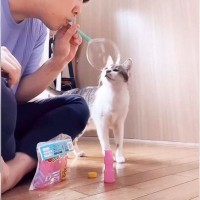 猫と『シャボン玉』で遊んでみたら…2匹の反応が『対照的すぎる』と6万4000回再生「まさかの反応ｗ」「何度見ても面白いｗｗｗ」の声