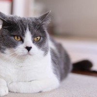 猫がムスーっと『不機嫌』になっているときの4つの仕草　どんな対応するのが飼い主として正解？