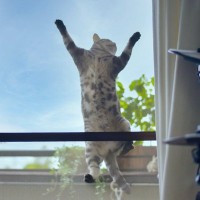 愛猫の『網戸のイタズラ』対策3選　窓を開けがちになるこれからの季節を前にやるべきこと