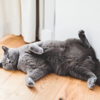 猛暑注意！猫の『暑さを和らげる』5つの方法　エアコンが苦手な子にはどうすれば？