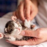 『子猫を保護したら』やるべき3つのこと　体調が急変しやすい幼齢期の猫、気をつけるべきことは