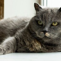 人と猫に共通する「老化サイン」5選　白髪にシワ…猫にも見られる？