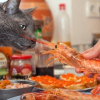 猫の耳が落ちる？腰が抜ける？『猫には危険すぎる魚介類』3選