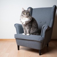 愛猫は今どんなキモチ？『猫の座り方』5つのパターン別に見る心理