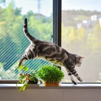 『ジャンプをしている猫』を撮影したい！動く猫を撮るための4つのポイント