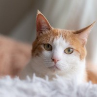 猫があなたを『じーっと見つめてくる』ときの理由3選　何か訴えたいことがある？