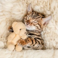 愛猫の『寝姿』からわかる、あなたへの信頼度　5つのタイプ別に猫のキモチを解説