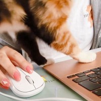 猫が『パソコン作業を妨害』するので30分格闘してみた結果…可愛いすぎる『構って攻撃』に注目続々「可愛いｗ」「諦めるしかない」