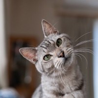 愛猫が『ニャ？』と疑問形のように鳴いたときの意味6選　こちらの様子をうかがっているサイン？