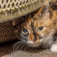 ドキドキ…猫が『緊張している』サイン5選　入浴や動物病院など、よく見られるシーンで気をつけるべきこと