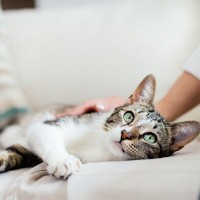 猫が飼い主さんに『ベタ惚れ♡』なときの行動4選　あなたが愛猫にとって特別な人である証！