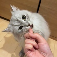 「甘えているのかと思ったら…」普段甘噛みしない猫がカミカミ「これって食われている？」