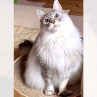 「同一猫ちゃんです」可愛い顔とにらんでいる顔のギャップがスゴイと話題に！