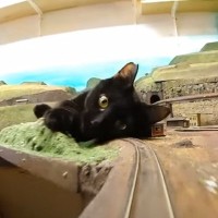 『鉄道ジオラマ店』に保護猫が襲来した結果…街に"容赦ない攻撃"を加える姿が可愛すぎると1万2000再生「邪悪にみえる」「怪獣だ」