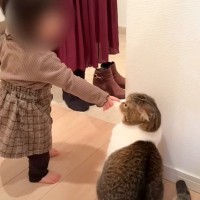 猫が初めての赤ちゃんに『親子猫が見せた』完璧な対応…一瞬でメロメロにしてしまう光景が106万再生「本当に優しい」「可愛いが渋滞」