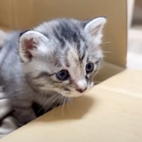 母猫とはぐれ『鳴き続けていた子猫』保護したら…その後の様子が天使すぎると25万7000再生「たまらない」「言葉にならない」の声