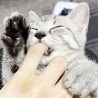 猫に1年間毎日『指ちゅぱ』された結果…体に起きた『まさかすぎる異変』が32万再生の大反響「可愛すぎてｗｗ」「指紋かと思ったらｗ」