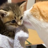 『母猫を亡くした赤ちゃん猫』保護して１年…成長していく様子に感動的すぎると5万4000再生「超大作」「泣けてくる」の声