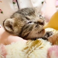 『目の開かない赤ちゃん猫』にはじめてミルクをあげたら…まさかの変化が可愛すぎると13万6000再生「大きくなーれ」「愛しい！」