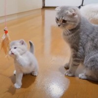 赤ちゃん猫が母猫におもちゃを『横取り』された結果…不満そうに"イジけてしまう"姿が可愛すぎると16万再生「本当に可愛い」「賢い子！」