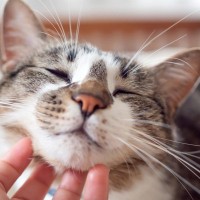 猫がとろける『極上の撫で方』5つのポイント　愛猫との絆が深まる“撫でテク”とは？