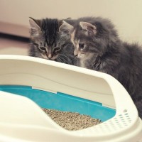 猫にとっての『良いトイレ』5つの条件とは？　場所や状態、個数…猫たちがトイレに求めるものは？