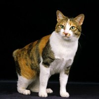 海外の猫好きにも大人気！『日本猫』ってどんな猫？4つの豆知識　日本原産の純血種っているの？