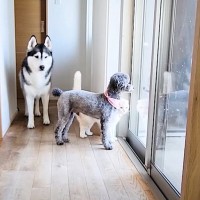 猫とハスキー犬たちのお留守番『隠し撮り』した結果…思わぬ光景に切なくなると15万3000再生「本当に泣ける」「いい家族の姿に感動」