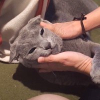 『興奮状態の猫』に魔法の言葉を使った結果…"態度が激変"する様子が笑えると1万1000再生「反応はやっｗ」「即効性恐るべし」の声