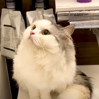 『長毛種の猫』をお風呂に入れた結果…『まさかすぎる変化』に涙がでると36万3000再生「盛大にお茶吹いた」「合成みたいで草」