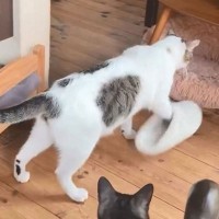 『お気に入りのスリッパ』で散歩する猫を撮影したら…あまりにも『でかすぎる』ギャグみたいな格好が2.9万再生「天才w」「可愛いけどｗ」