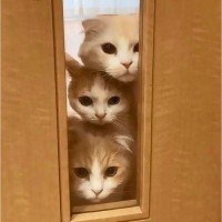 『猫3匹』が仲良く"窓を覗いた"結果…可愛すぎる『猫だんご』完成に305万回再生「ツムツムだw」「団子三兄弟ｗ」「トーテムポールｗ」