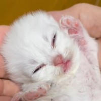 赤ちゃん猫が成長した結果…獣医でも分からなかった『衝撃の事実』に9万8000人注目「タマにあるよねｗ」「可愛いからｗ」驚きの声