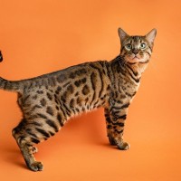 猫は『しっぽ』でおしゃべりしている！4つの状態別にわかる、愛猫の今のキモチ